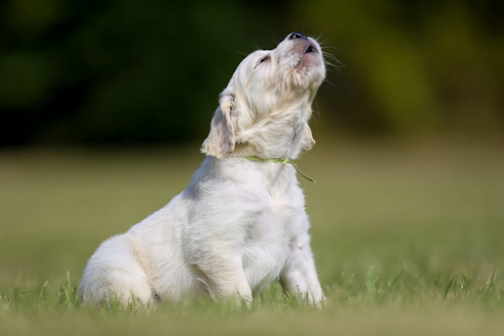 dog whines and barks for attention